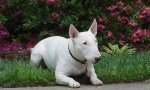 Kaj morate biti pripravljeni, če želite začeti bull terrier
